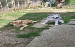 Mixed Breed dogs for sale: 6 month old siberian husky x labrador male - Image 4