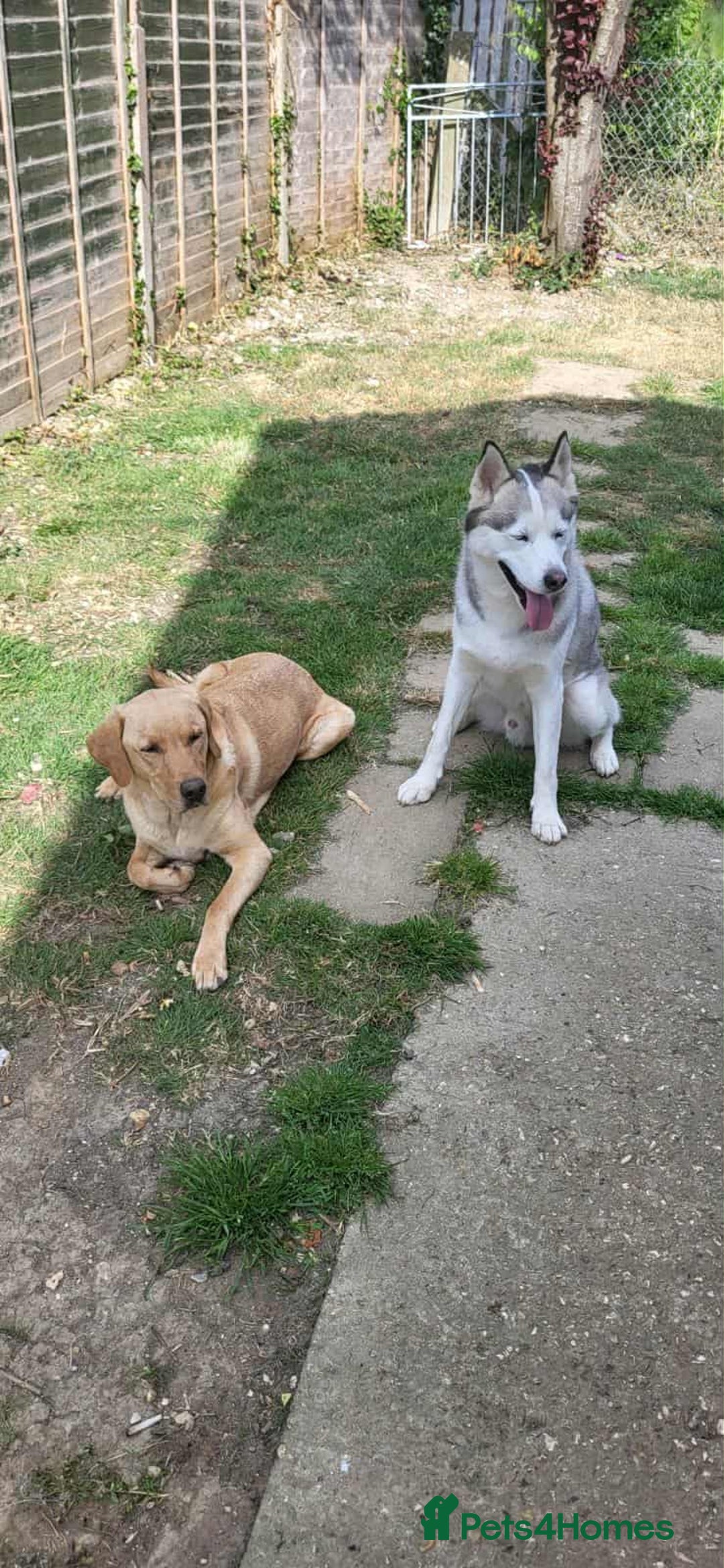 Mixed Breed dogs for sale: 6 month old siberian husky x labrador male - Image 4