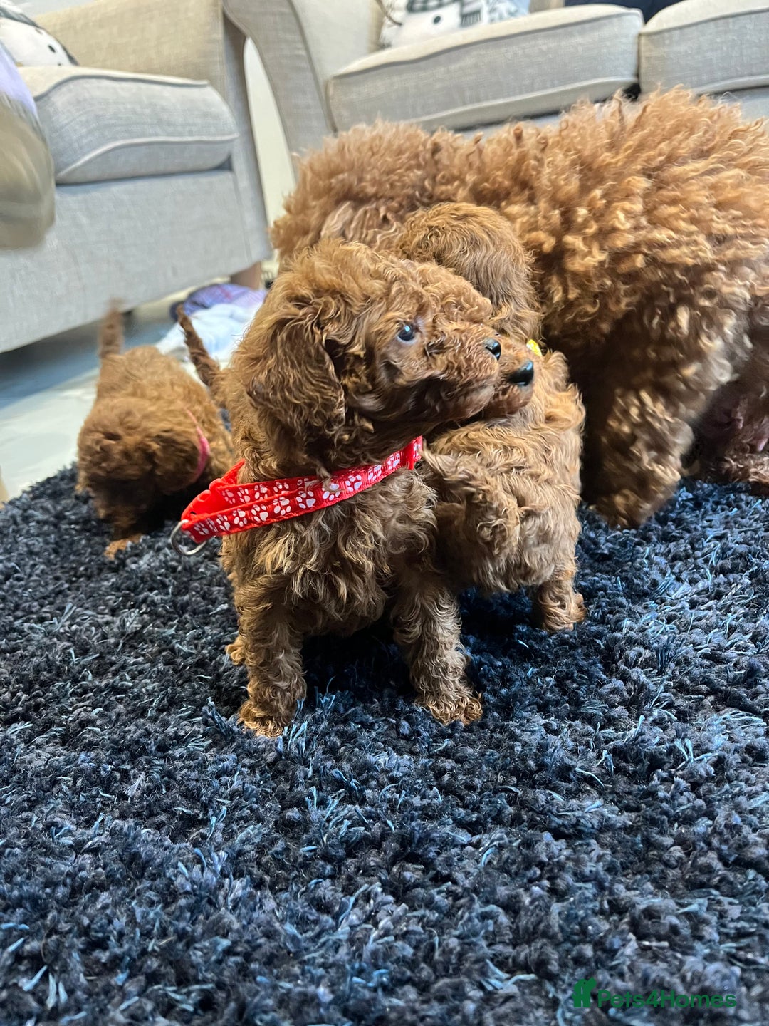 Miniature Poodle dogs for sale: FOX Red Miniature Poodles!!! 400 Health Tests!! - Advert 21