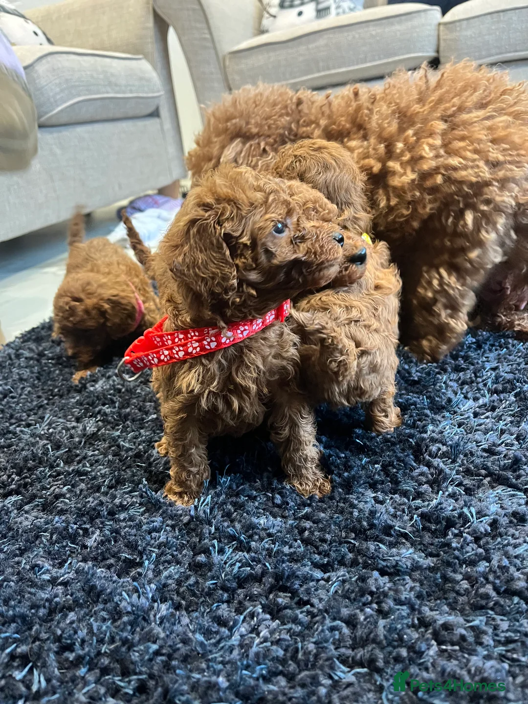 Miniature Poodle dogs for sale: FOX Red Miniature Poodles!!! 400 Health Tests!! - Advert 21