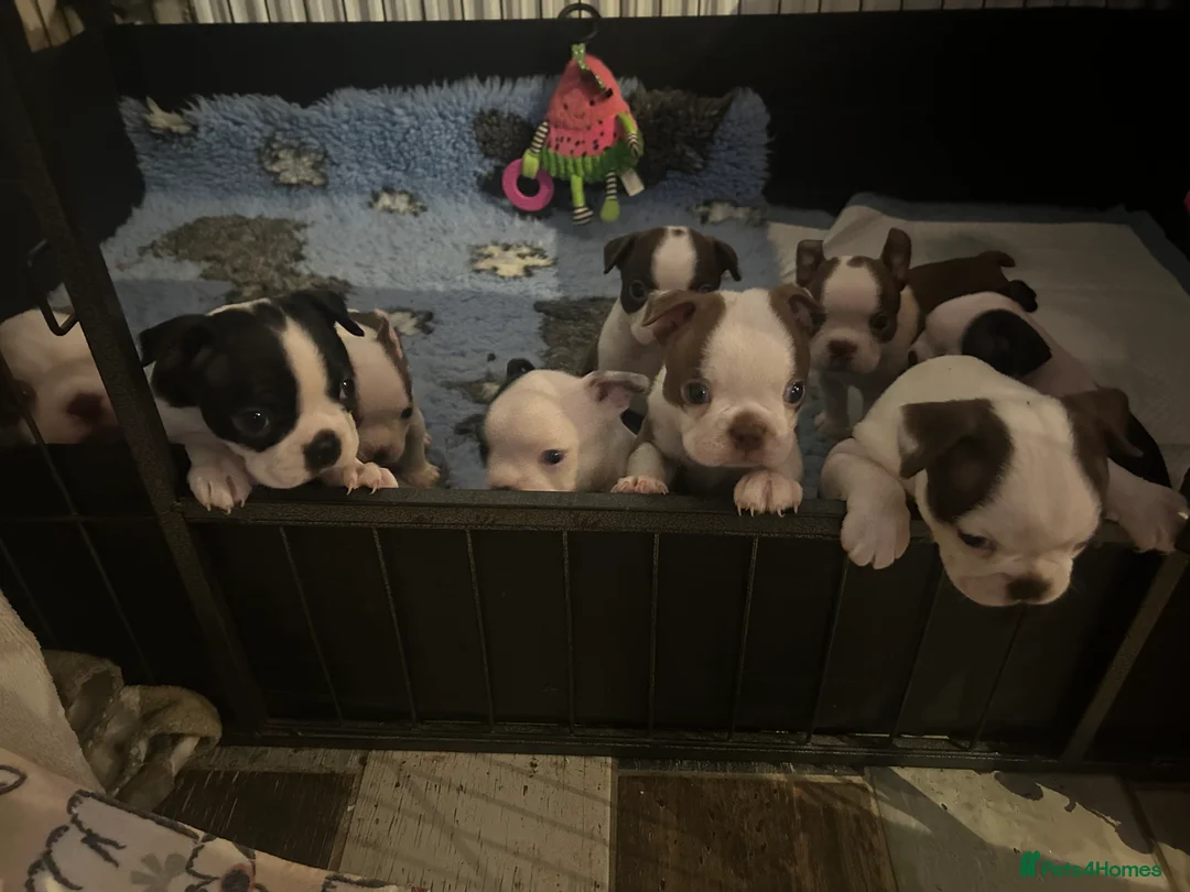 Boston Terrier dogs for sale: Kc reg boston terriers - Advert 3