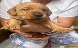 Labrador Retriever dogs for sale: 💛💛 Excellent Labrador Pups 💛💛 - Image 25