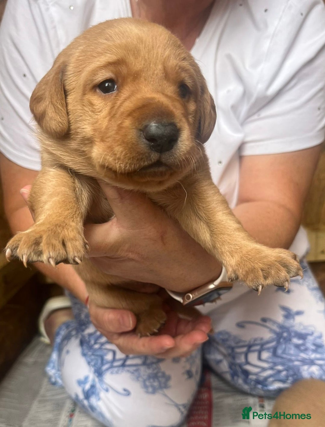 Labrador Retriever dogs for sale: 💛💛 Excellent Labrador Pups 💛💛 - Image 25