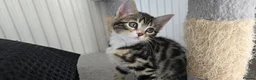 Bengal cats for sale: Bengal Mixed Kittens - Advert 16