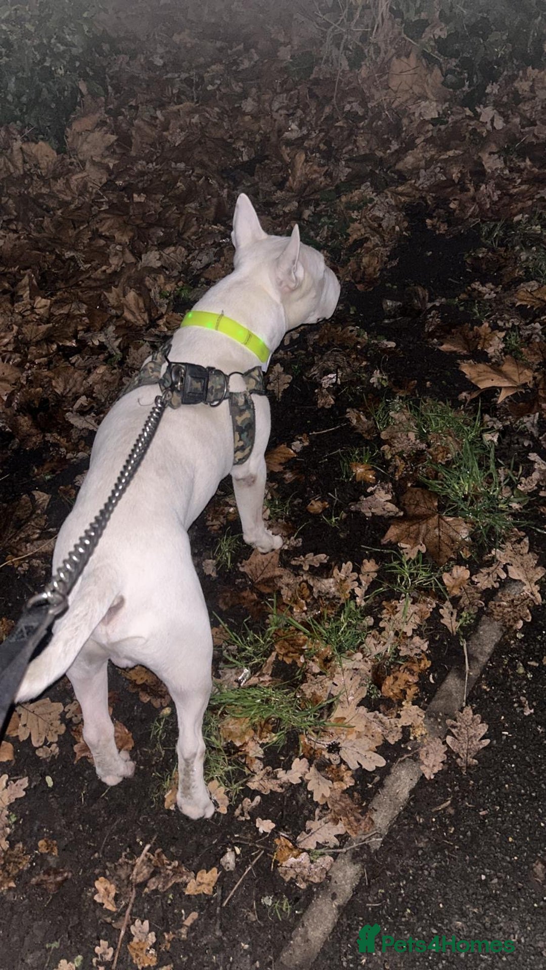 English Bull Terrier dogs for sale: Jayko KC Registered English Bull Terrier - Advert 5