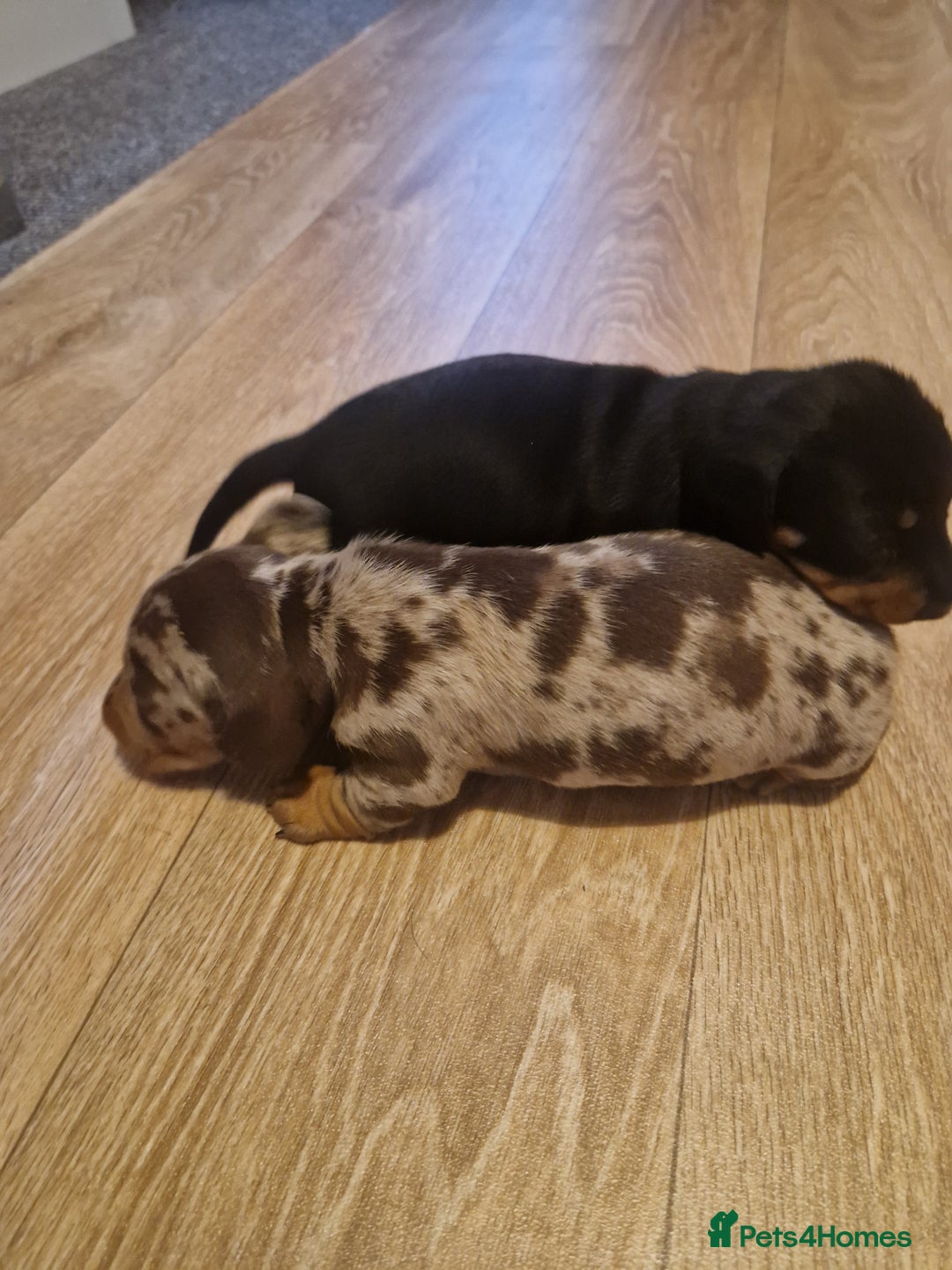 Miniature Dachshund dogs for sale: 2 adorable chunky miniature dachshund  - Image 7
