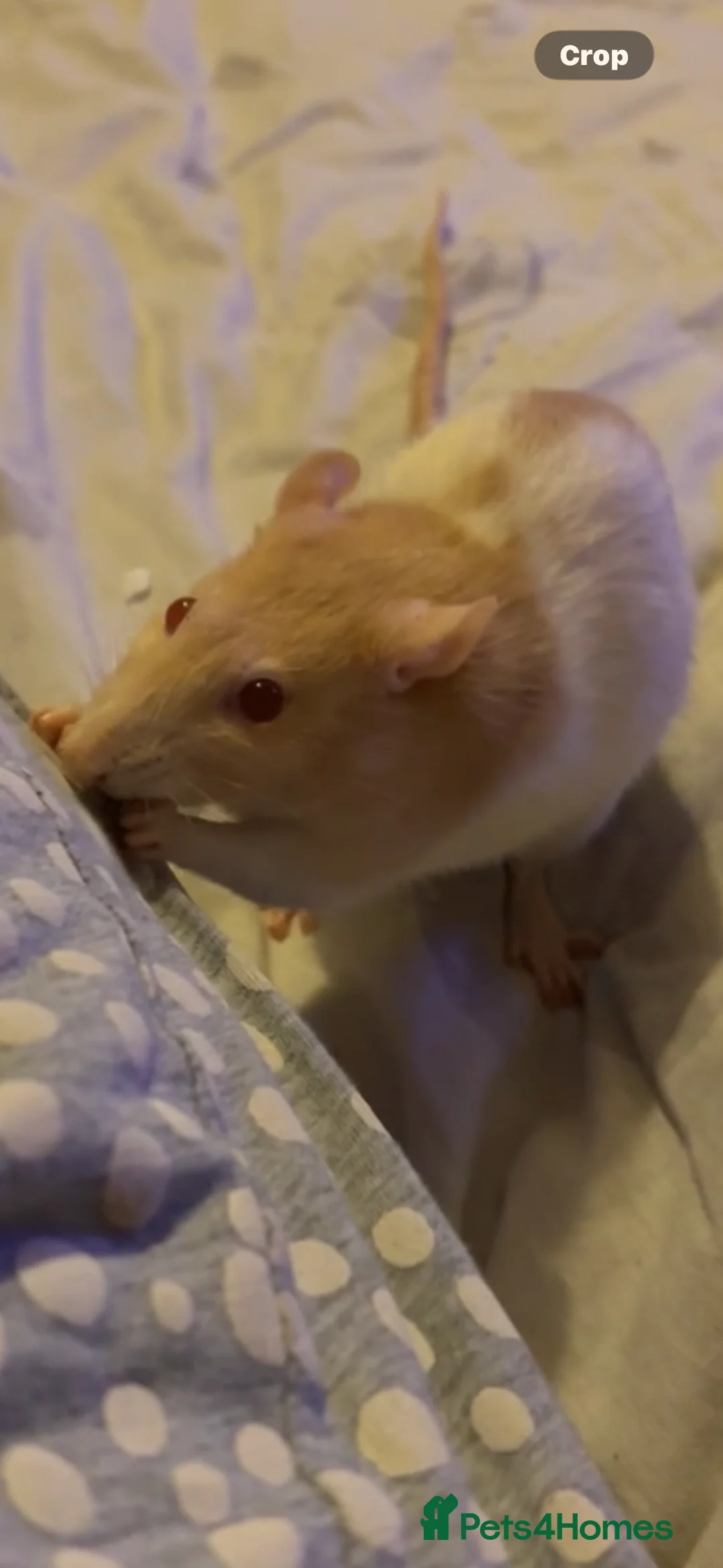 Rat rodents for sale: Two female rats in need rehoming - Advert 3