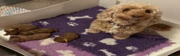 Cockapoo dogs for sale: Cockapoo F1b non moulting health tested - Advert 1