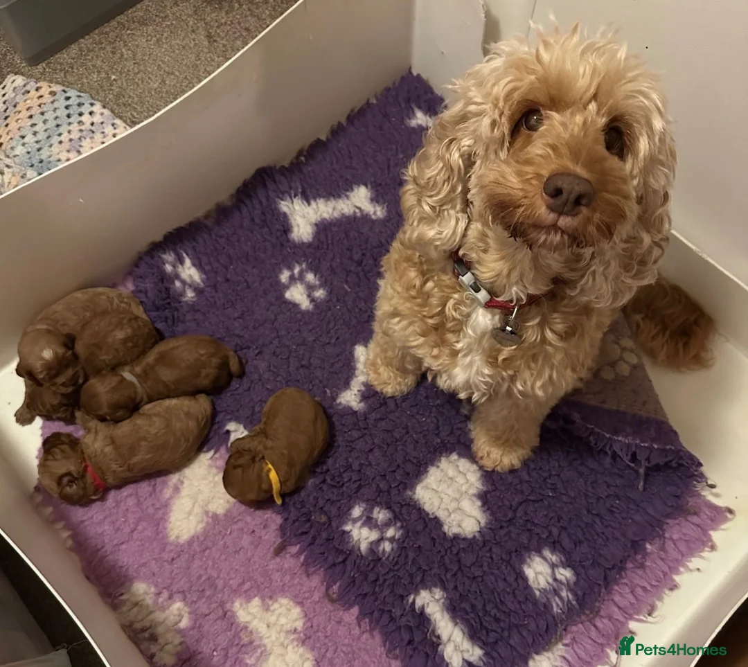 Cockapoo dogs for sale: Cockapoo F1b non moulting health tested - Advert 1