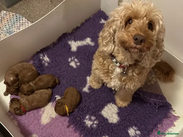 Cockapoo dogs for sale: Cockapoo F1b non moulting health tested - Advert 1