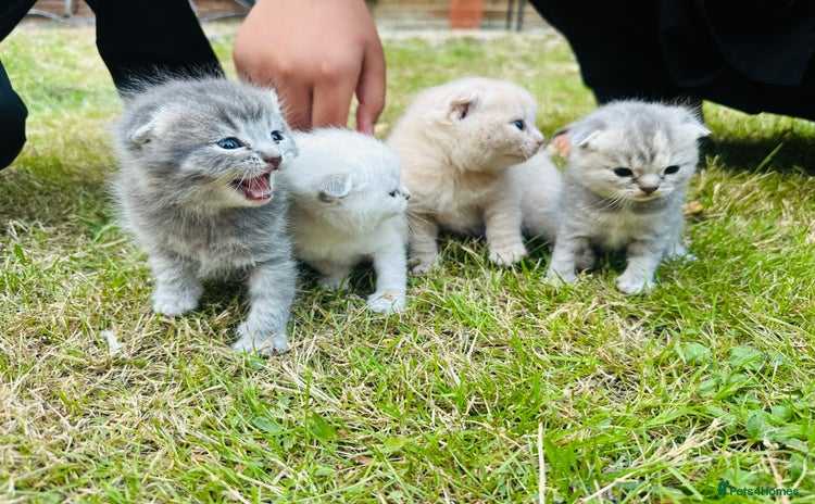 Scottish Fold cats - Advert 1