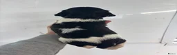 English Springer Spaniel dogs for sale: Kc springer spaniel Puppies - Advert 6
