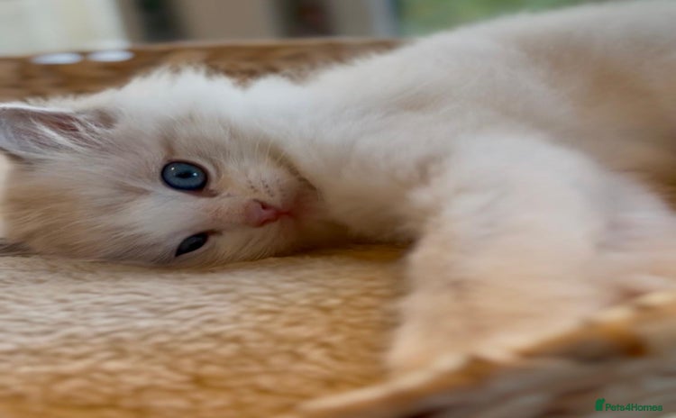 Ragdoll cats GCCF Registered. Grand Champion Bloodlines. - Advert 1