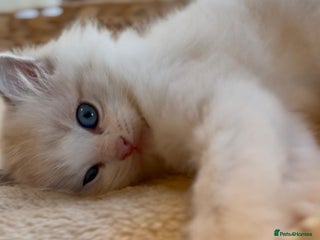 Ragdoll cats GCCF Registered. Grand Champion Bloodlines. - Advert 1