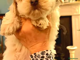 Maltese dogs F2 Maltese rare colouring - Advert 13