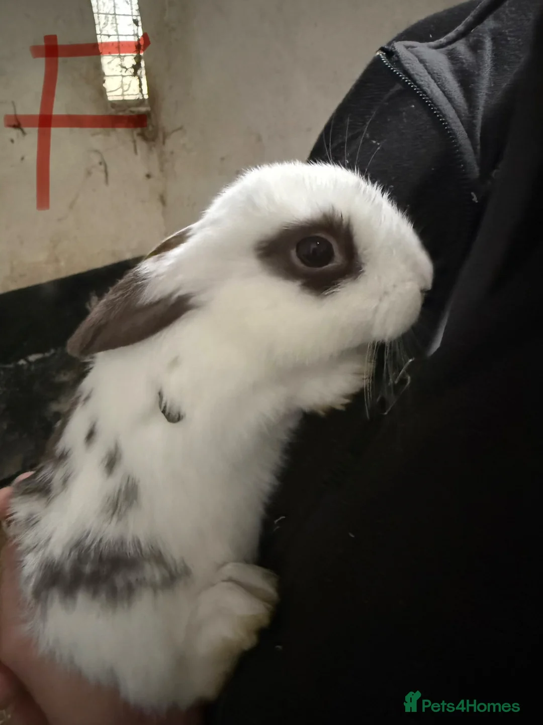 Mixed Breed rabbits for sale: Lop x cross rabbits 13 available  - Advert 2