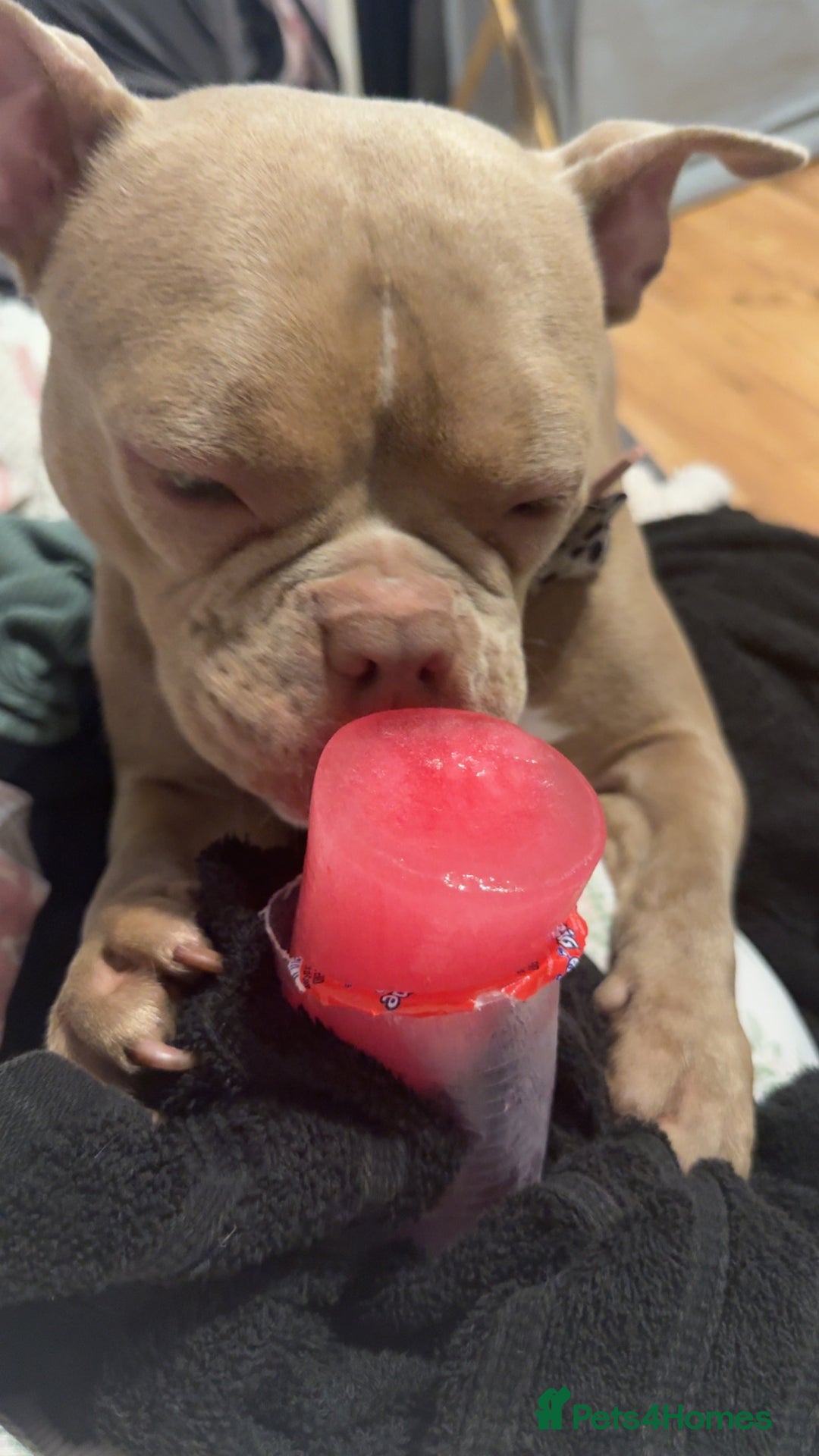 American Bully dogs for sale: Female pocket bully  - Image 3