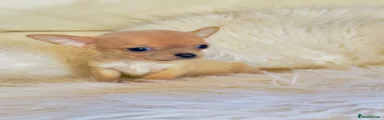 Lilac fawn male