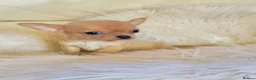 Chihuahua dogs for sale: 3 Male Extra Extra Small Chihuahua pups - Advert 39