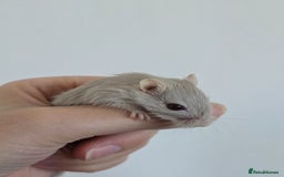 Gerbil rodents for sale: Friendly baby gerbils ready for new homes! - Image 3