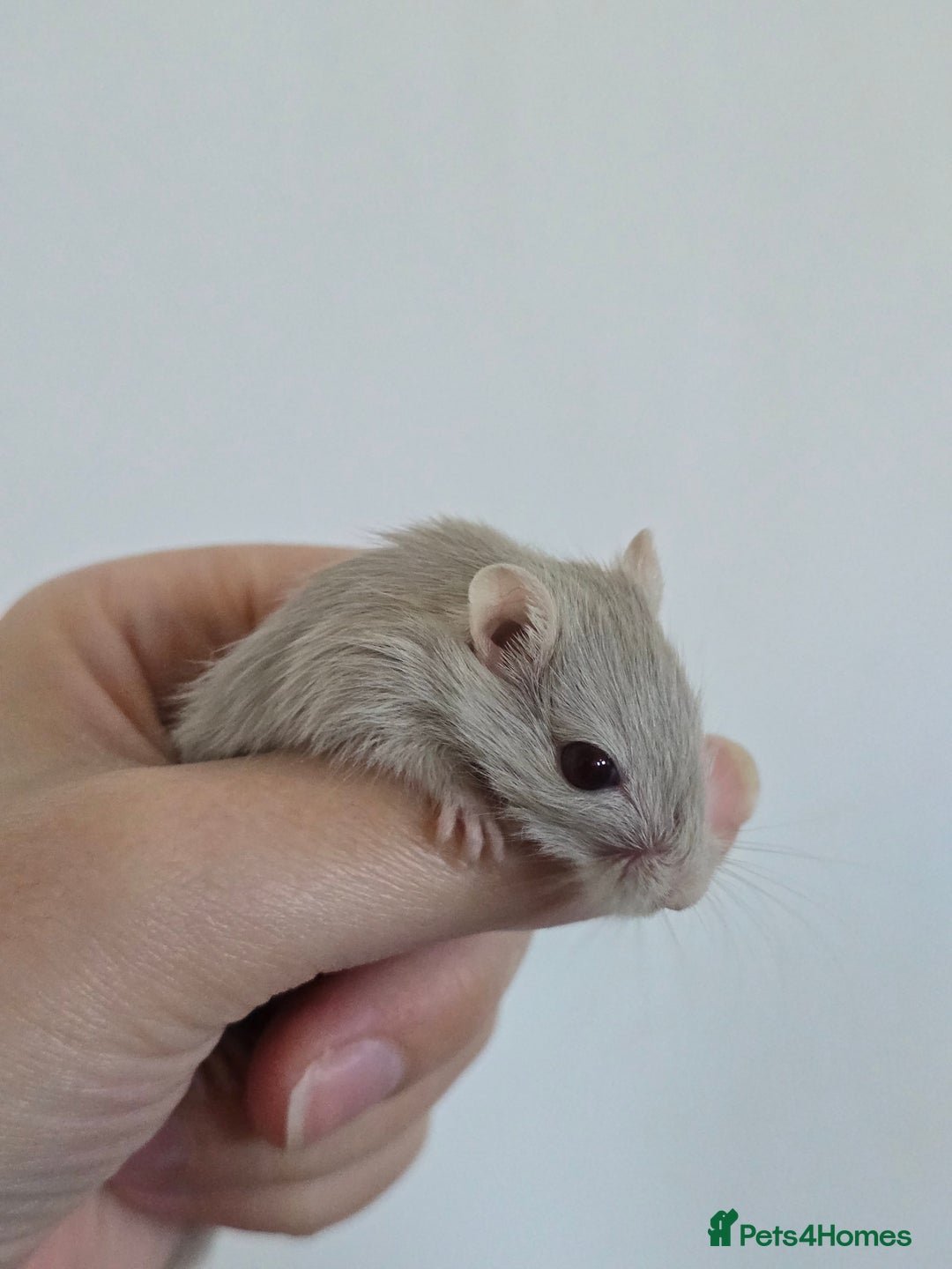 Gerbil rodents for sale: Friendly baby gerbils ready for new homes! - Image 3