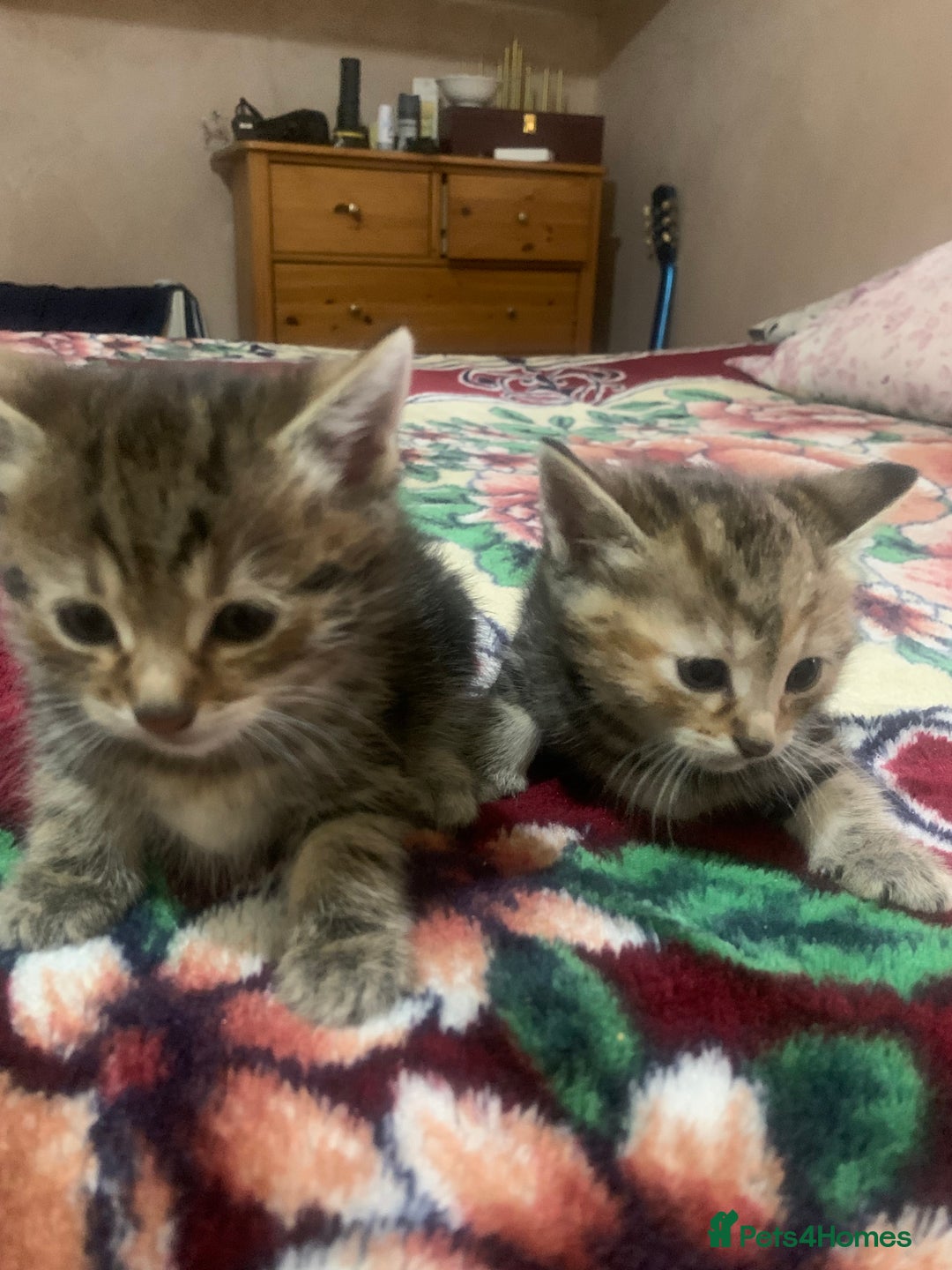 American Shorthair cats for sale: Cute American Shorthair Kittens 🐾 - Advert 6