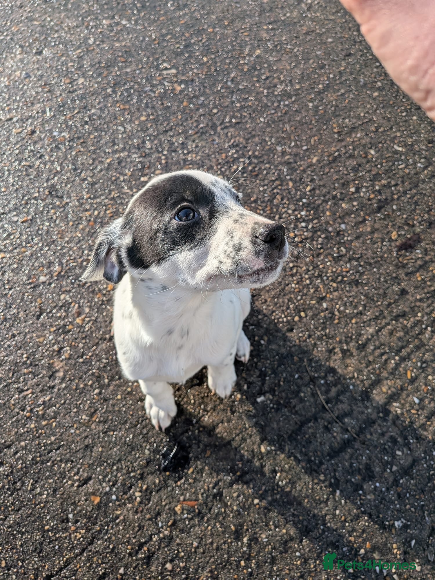 Mixed Breed dogs Beautiful Collie x Dalmatian Puppies - Advert 1