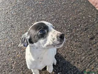 Mixed Breed dogs Beautiful Collie x Dalmatian Puppies - Advert 1