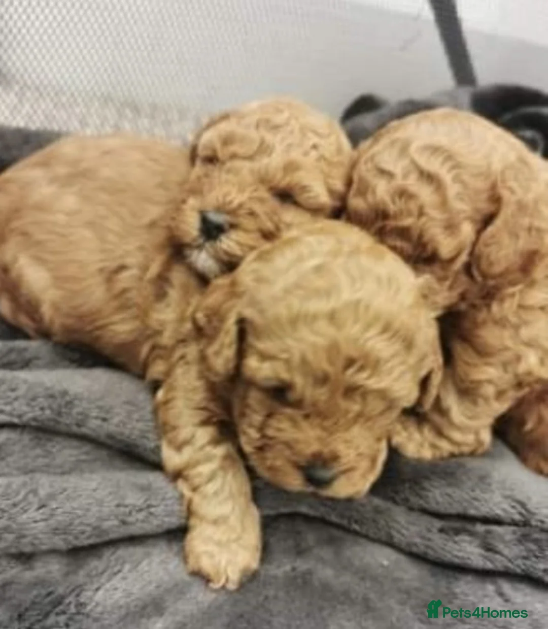 Toy Poodle dogs for stud: Extensively DNA Health Tested Deep Red Toy Poodle in Mansfield - Advert 4