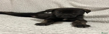 Lurcher 6