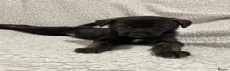 Lurcher dogs for sale:     10 beautiful Lurcher Puppies  6 Girls, 4 Boys  - Advert 11