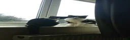 Maine Coon cats for sale: Kittens for adoption! - Advert 8