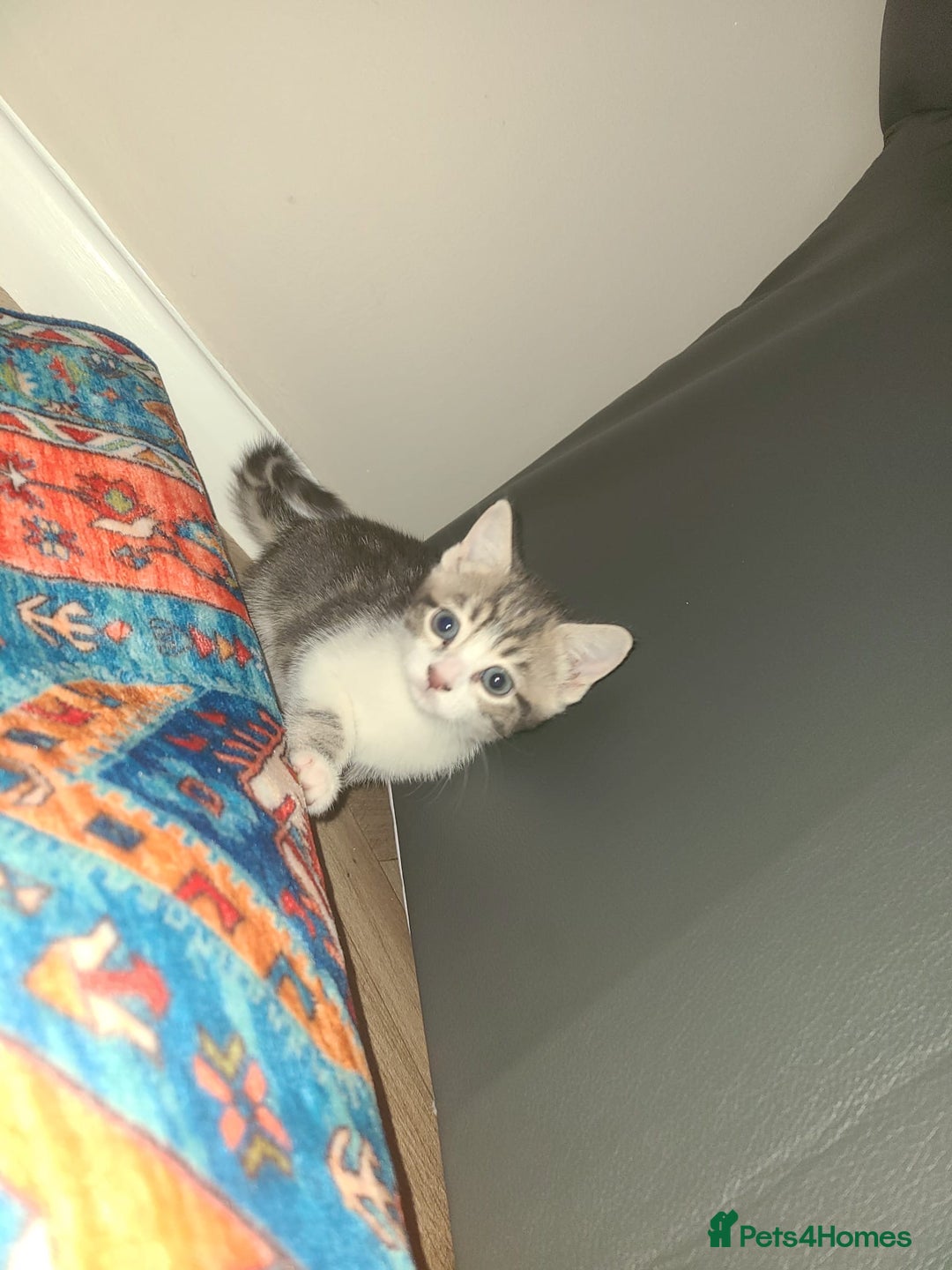 Mixed Breed cats for sale: Lilac & gold kittens  - Advert 11