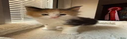 Maine Coon cats for sale: TICA Reg Maine Coon Kittens Red & Tortie Babies - Advert 28