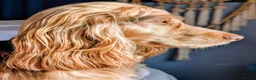 Cocker Spaniel dogs for sale: Beautiful KC Reg. Cocker Spaniels price reduced..  - Advert 13