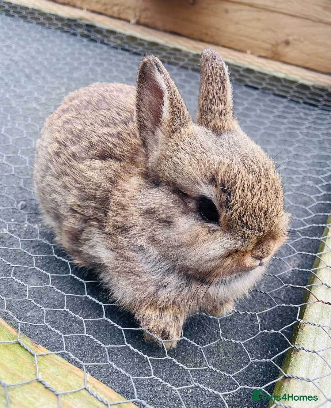 Netherland Dwarf rabbits for sale: x3 Netherland Dwarfs (2nd Litter)  - Advert 2