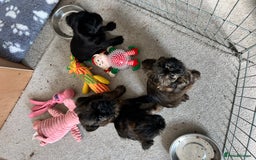 Griffon Bruxellois dogs for sale: Griffon Bruxellois Puppies - Image 4