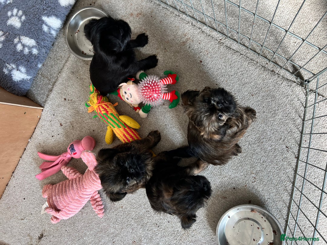 Griffon Bruxellois dogs for sale: Griffon Bruxellois Puppies - Image 4