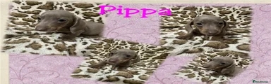 Dachshund Puppy 6