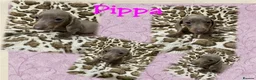 Dachshund dogs for sale: 🩷Amazing dachshund puppies🩷 - Advert 29