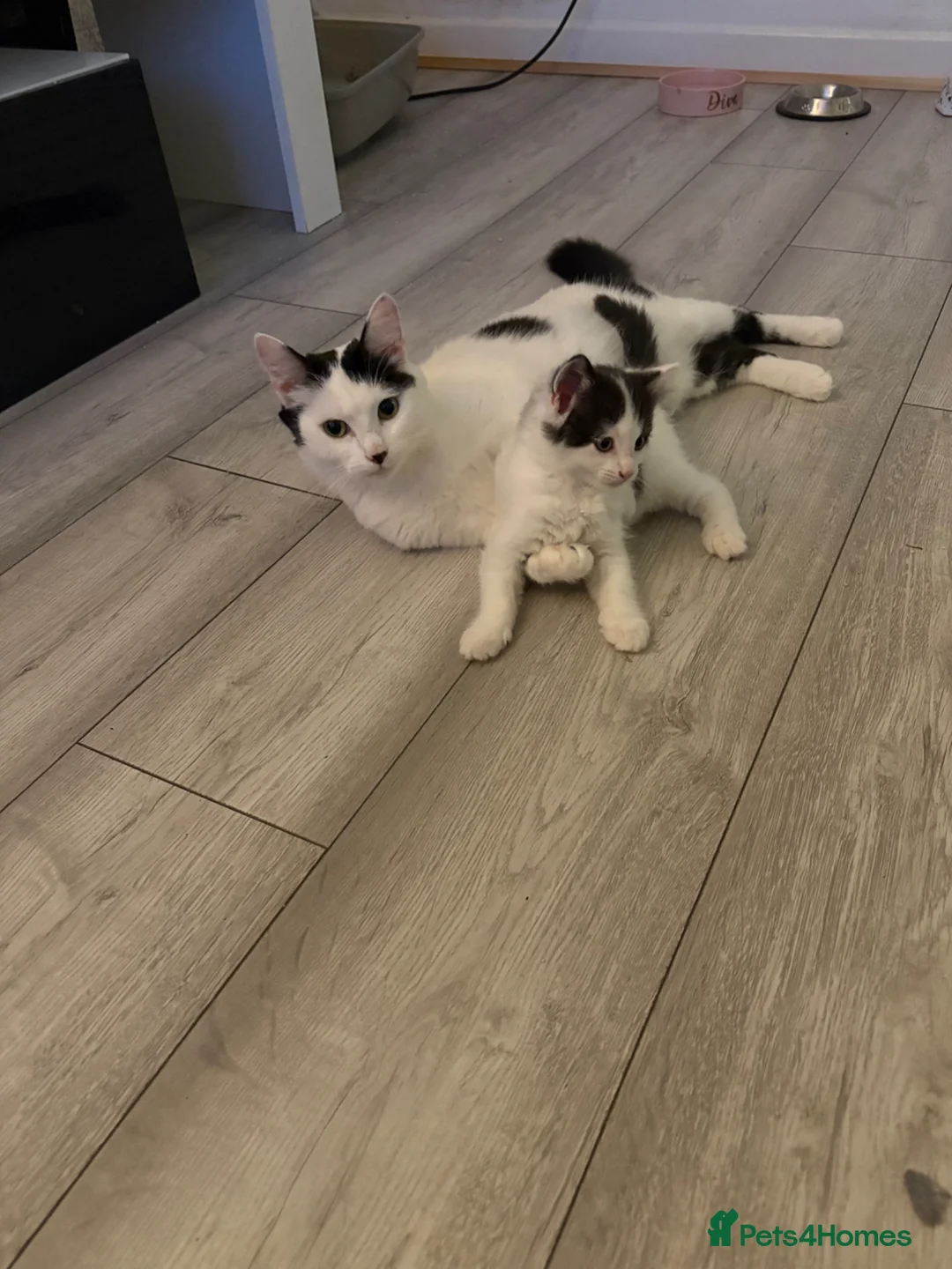 Mixed Breed cats for sale: Male kitten ready to get rehomed  - Advert 12