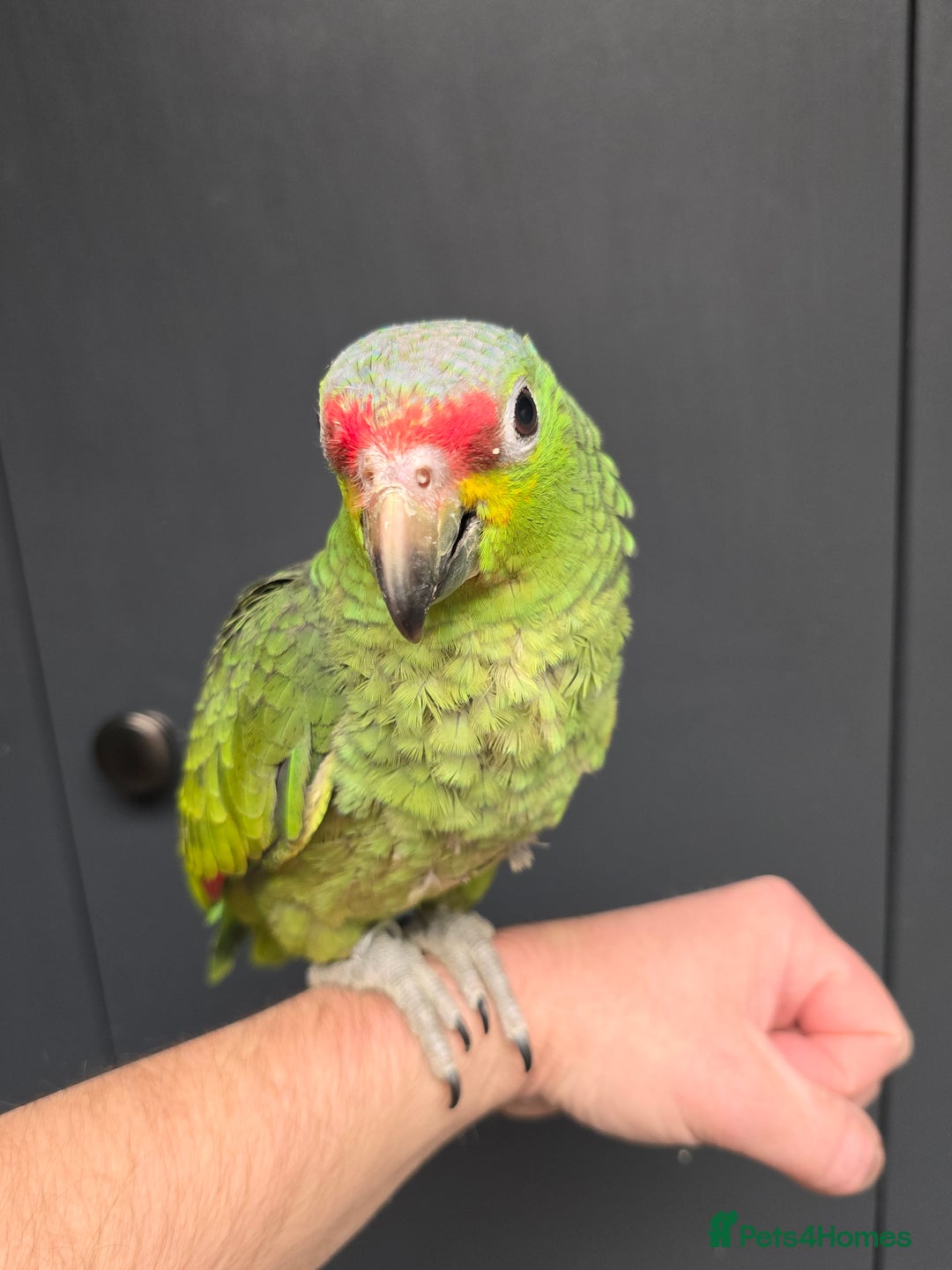 Parrots birds for sale: Stunning Handreared Amazon's ready now!!! - Image 9