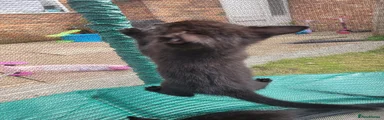 Mimi