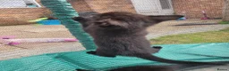 Mixed Breed cats for sale: Kittens looking for responsible& safe forever home in Birmingham - Advert 2