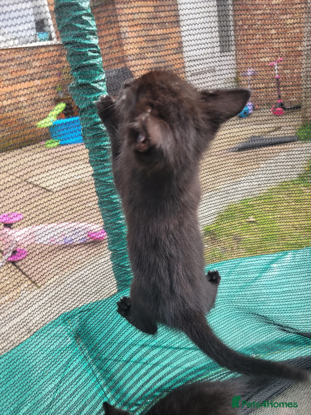 Mixed Breed cats for sale: Kittens looking for responsible& safe forever home in Birmingham - Advert 2