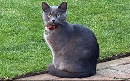 Russian Blue cats for sale: Crossed Russian Blue Kitten - Advert 12