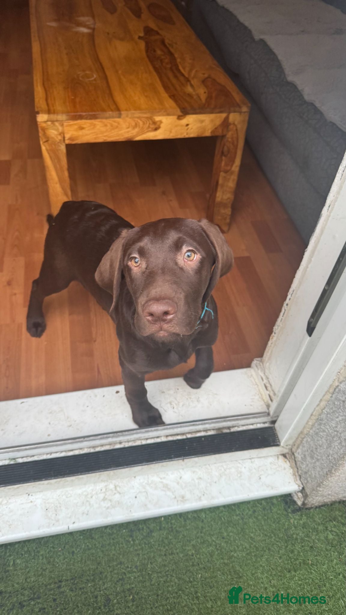 Labrador Retriever dogs FULLY VACCINATED & DEWORMED - Advert 2