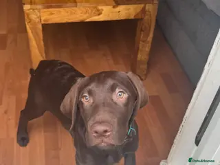 Labrador Retriever dogs FULLY VACCINATED & DEWORMED - Advert 2