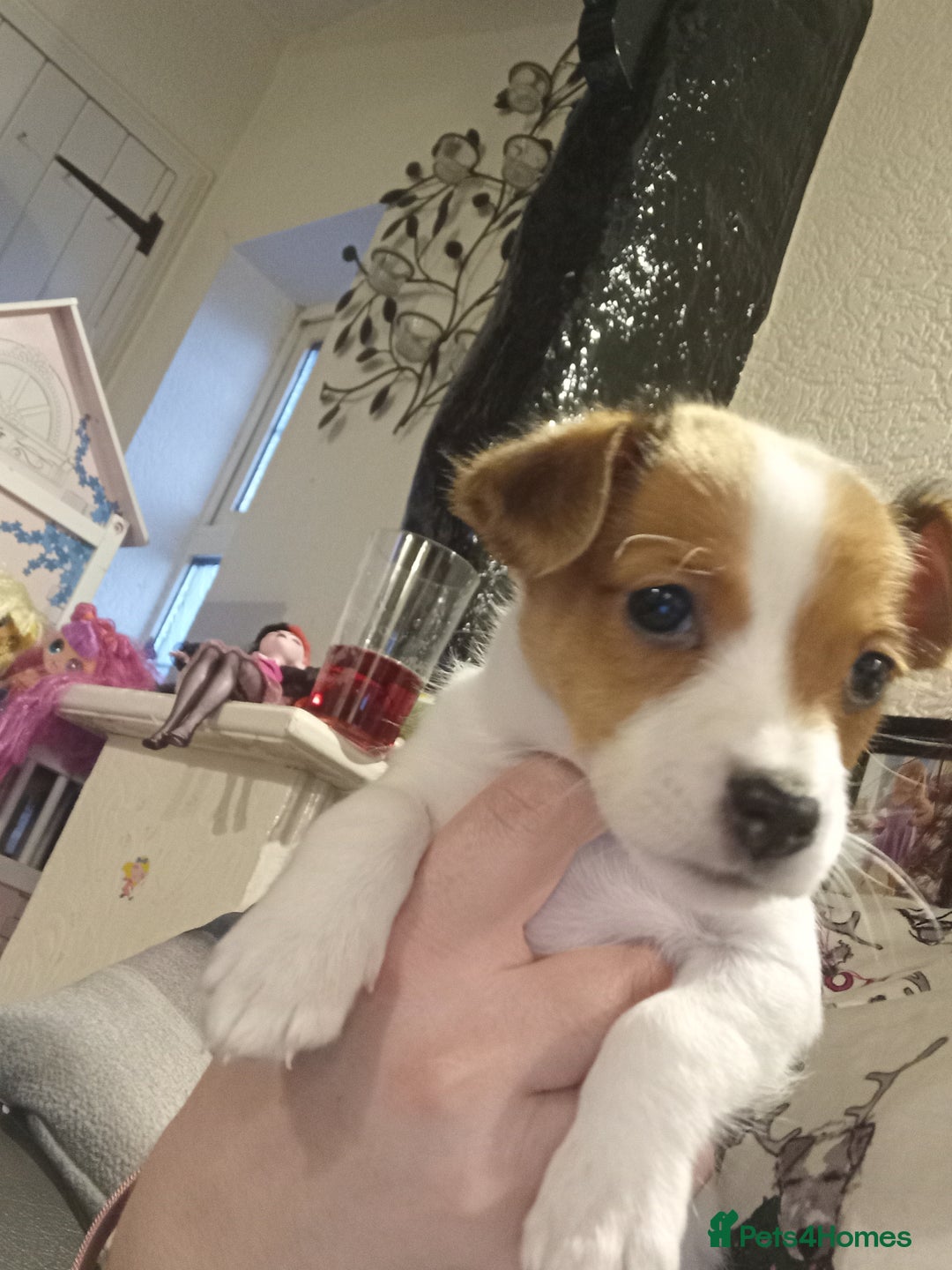 Jack Russell dogs for sale: Puppie Jack russell - Advert 7