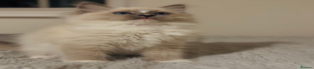 Ragdoll Kitten 9